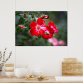 Vierde juli Shrub Poster (Keuken)