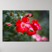 Vierde juli Shrub Poster (Voorkant)