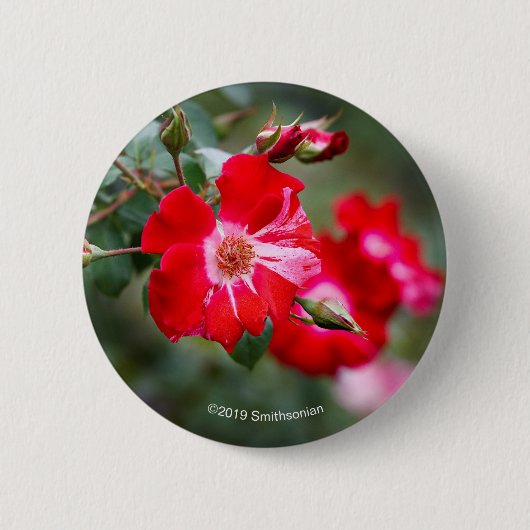 Vierde juli Shrub Ronde Button 5,7 Cm (Voorkant)