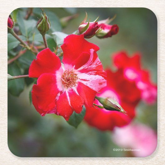 Vierde juli Shrub Vierkante Kartonnen Onderzetter (Voorkant)