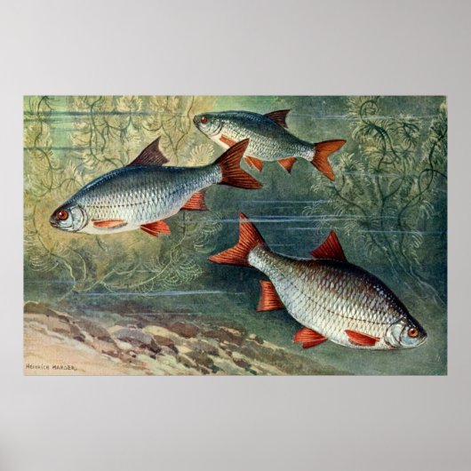 vierde reeks onderwaterwereld van vier poster (Voorkant)