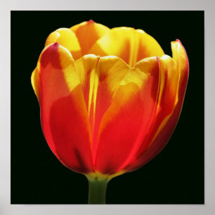 Vierig Oranje gele Tulp Vloeit dicht Poster