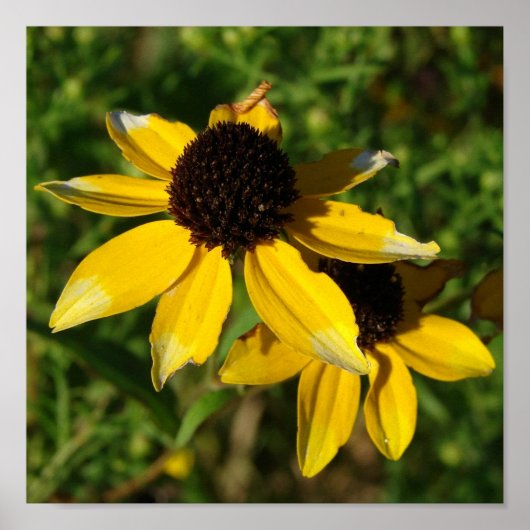  vierkant met kleine gele bloemen poster (Voorkant)