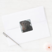 Vierkante Stickers - Chocolate Lab (Envelop)