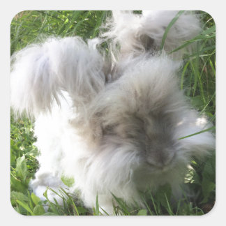 Vierkante Stickers - Engels Angora Rabbit "Bradley