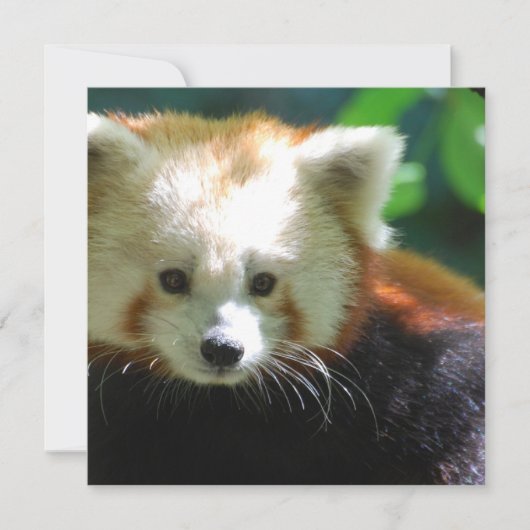 Vierkante uitnodiging - Gepersonaliseerd (Voorkant)