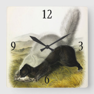 Vierluiken van Audubon van Skunk (Texan Skunk) Vierkante Klok