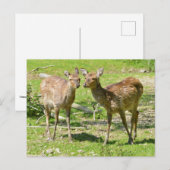 Vietnamees hert op gras briefkaart (Voorkant / Achterkant)