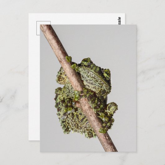 Vietnamese Mossy Frog on a Branch Briefkaart (Voorkant / Achterkant)