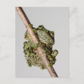 Vietnamese Mossy Frog on a Branch Briefkaart (Voorkant)