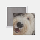 Vieux anglais Sheepdog Magnet - visage de neige (Recto/Verso)