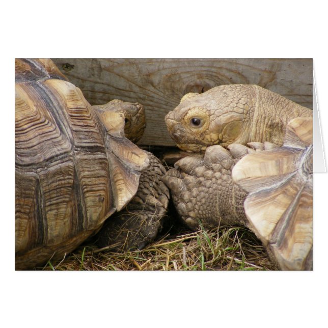 Vieux bavardages (Devant horizontal)