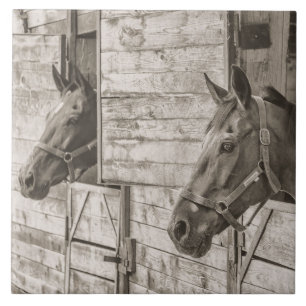 vieux carreau de chevaux stables