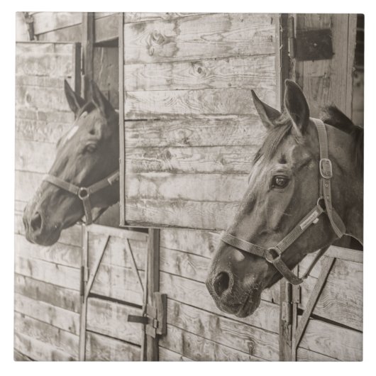 vieux carreau de chevaux stables (Devant)