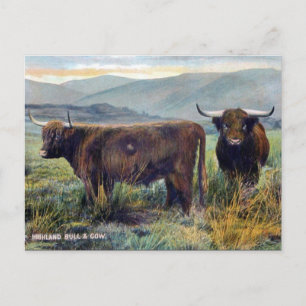 Vieux carte postale - Bovins Highland