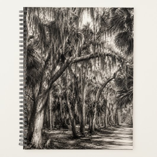 Vieux chêne de Floride Graphite Hammock Sketch | R (Devant)