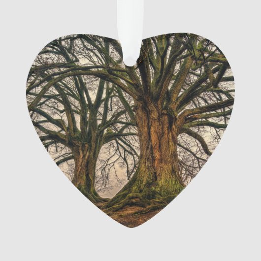 Vieux chêne en hiver (devant)