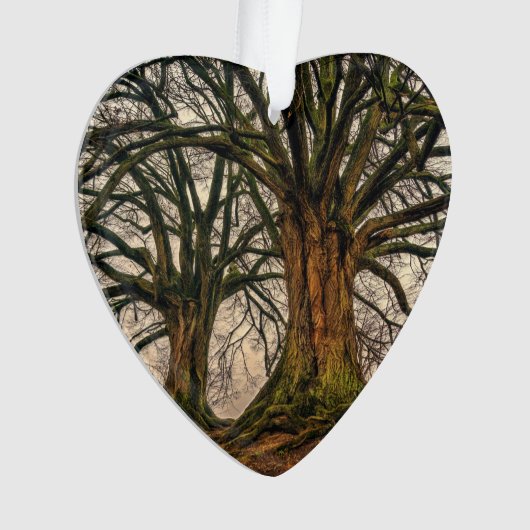 Vieux chêne en hiver (devant)