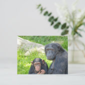 Vieux et Jeune Chimpanzé - Carte postale (Debout devant)