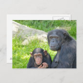 Vieux et Jeune Chimpanzé - Carte postale (Devant / Derrière)