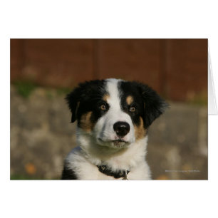 Vieux Headshot de chiot de border collie de 12