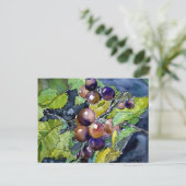 vigne de raisin fruits mort vie art carte postale  (Debout devant)