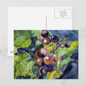 vigne de raisin fruits mort vie art carte postale  (Devant / Derrière)