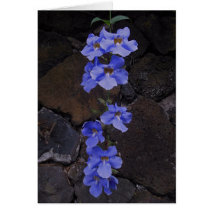 Vigne de trompette du Bengale