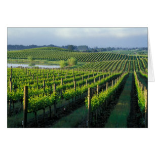 Vignes en rangées nettes dans le Napa en Californi
