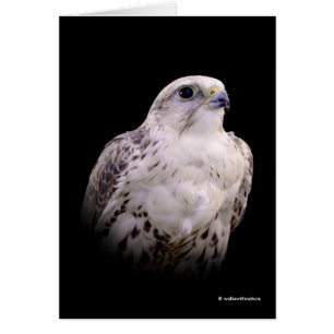 Vignetted Portret van een Inquisitive Saker Falcon
