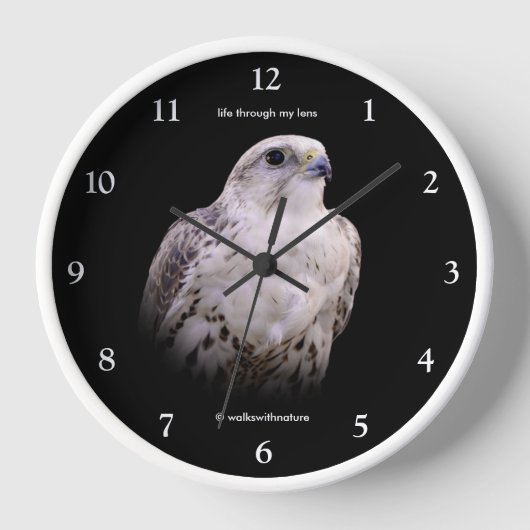 Vignetted Portret van een Inquisitive Saker Falcon (Voorkant)