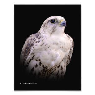 Vignetted Portret van een Inquisitive Saker Falcon Foto Afdruk