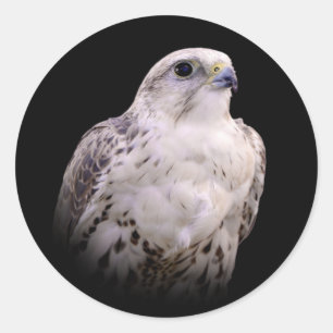 Vignetted Portret van een Inquisitive Saker Falcon Ronde Sticker