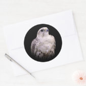 Vignetted Portret van een Inquisitive Saker Falcon Ronde Sticker (Envelop)
