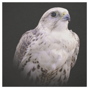 Vignetted Portret van een Inquisitive Saker Falcon Stof