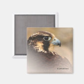 Vignetted Profile of a Peregrine Falcon Magneet (Voorkant / Achterkant)