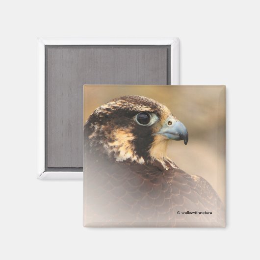 Vignetted Profile of a Peregrine Falcon Magneet (Voorkant / Achterkant)