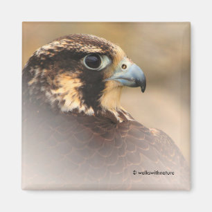 Vignetted Profile of a Peregrine Falcon Magneet
