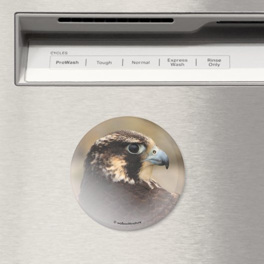 Vignetted Profile of a Peregrine Falcon Magneet (Insitu (Vaatwasser))