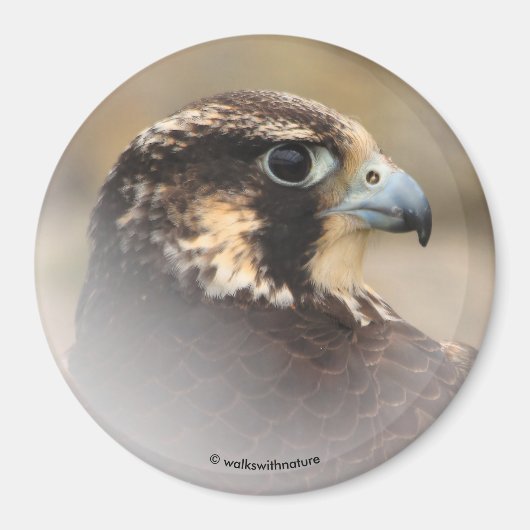 Vignetted Profile of a Peregrine Falcon Magneet (Voorkant)