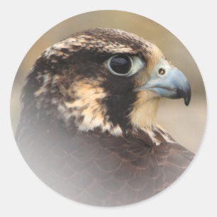 Vignetted Profile of a Peregrine Falcon Ronde Sticker