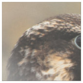 Vignetted Profile of a Peregrine Falcon Stof (Close Up)