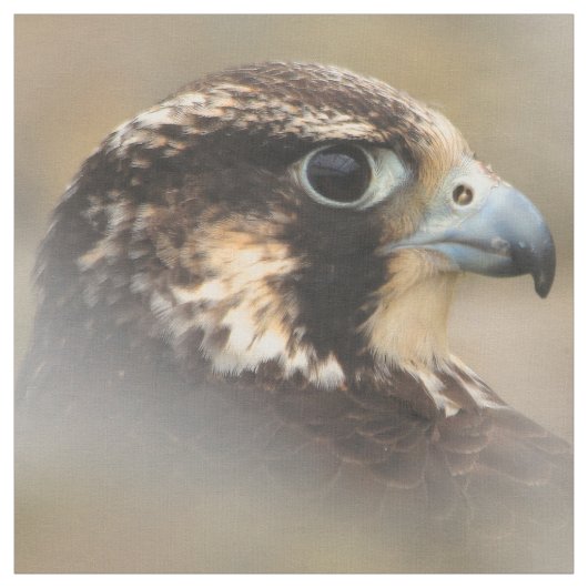 Vignetted Profile of a Peregrine Falcon Stof (Swatch)