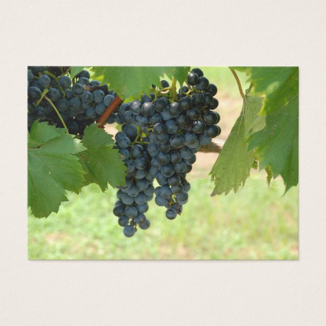 Vignoble (Devant)