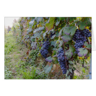 Vignoble