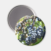 Vignoble de raisins John 15:5 Magnet (Recto/Verso)