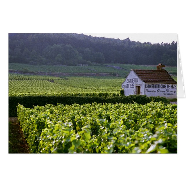 vignoble Grand Cru Chambertin Clos de Beze avec (Devant horizontal)