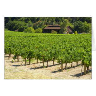 Vignoble Napa Valley