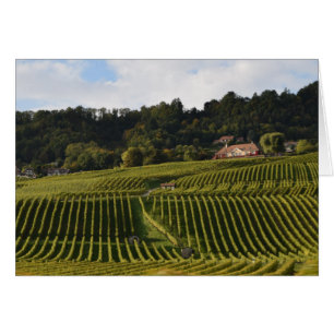 Vignobles au crépuscule