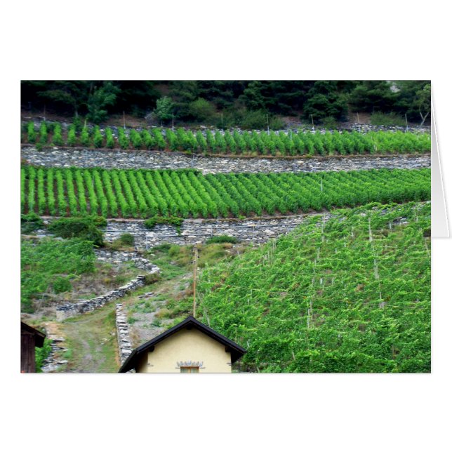 Vignobles en Suisse (Devant horizontal)